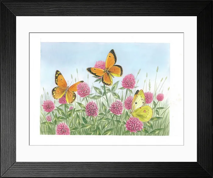 Framed Print : Clouded Yellow butterflies on Clover Framed Print : Clouded Yellow butterflies on Clover