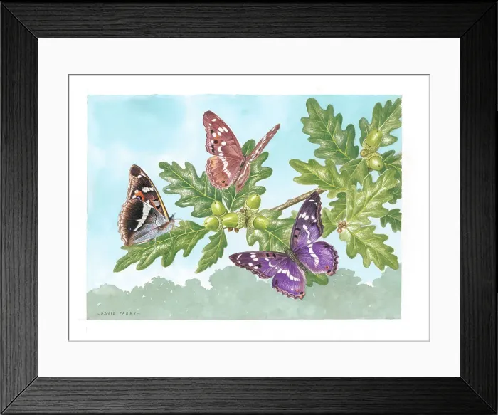 Framed Print : Purple Emperor butterflies on Oak Framed Print : Purple Emperor butterflies on Oak
