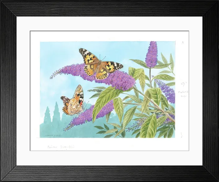 Framed Print : Painted Lady butterflies on Buddleia Framed Print : Painted Lady butterflies on Buddleia
