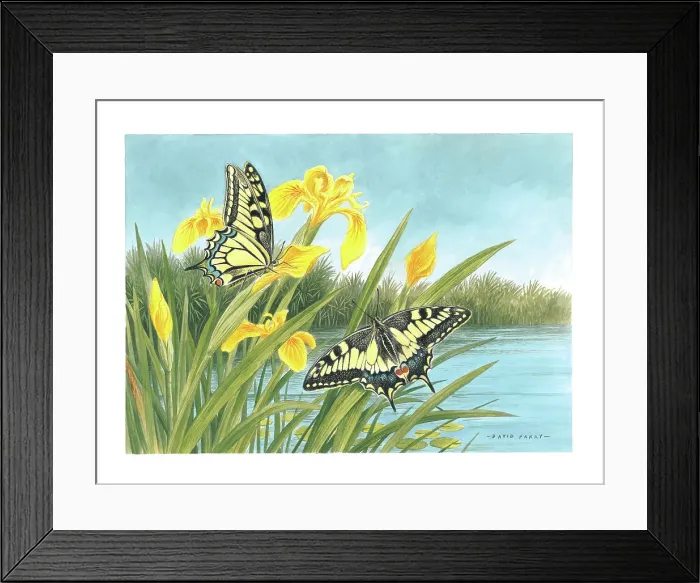 Framed Print : Swallowtail butterflies and Yellow Flags Framed Print : Swallowtail butterflies and Yellow Flags