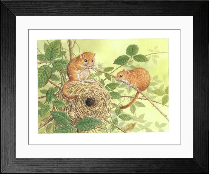 Framed Print : Dormice by David Parry Framed Print : Dormice by David Parry
