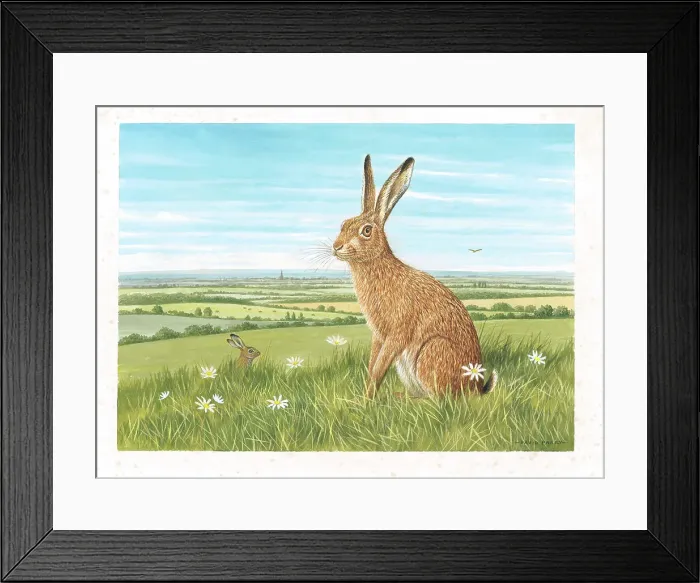 Framed Print : Brown Hares Framed Print : Brown Hares