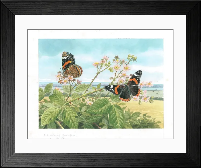 Framed Print : Red Admiral butterflies on bramble flowers Framed Print : Red Admiral butterflies on bramble flowers