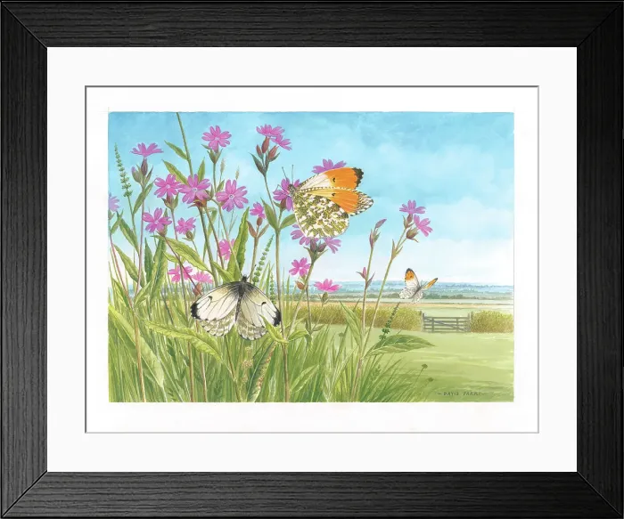 Framed Print : Orange Tip butterflies on Campion Framed Print : Orange Tip butterflies on Campion
