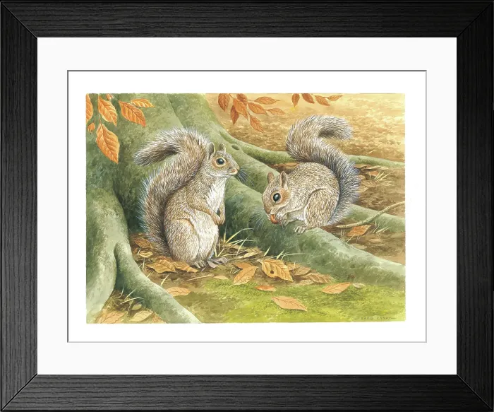 Framed Print : Grey Squirrels Framed Print : Grey Squirrels