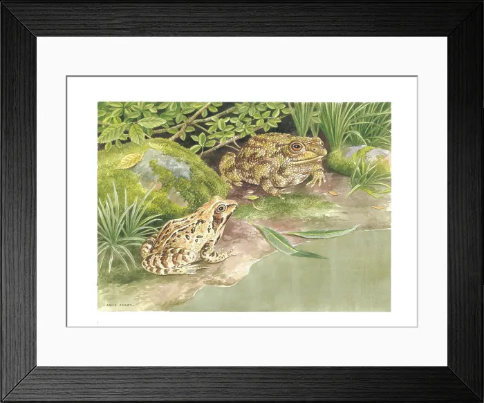 Framed Print : Common Frog and Common Toad Framed Print : Common Frog and Common Toad