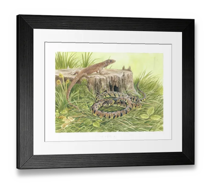 Framed Print : Common Lizard and Grass Snake Framed Print : Common Lizard and Grass Snake