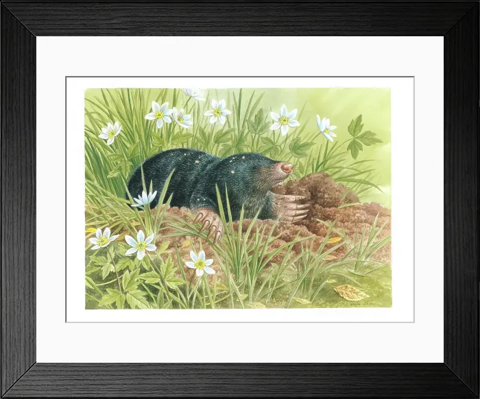 Framed Print : Mole by David Parry Framed Print : Mole by David Parry