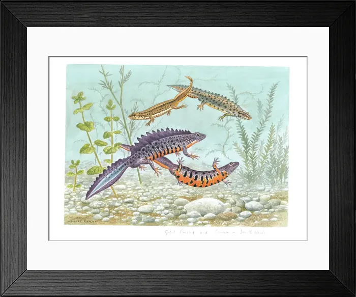 Framed Print : Great Crested and Common or Smooth Newts Framed Print : Great Crested and Common or Smooth Newts