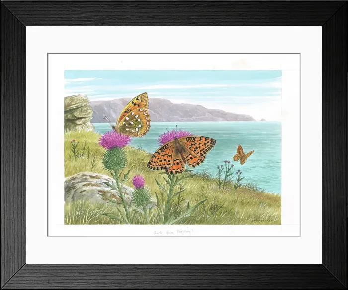Framed Print : Dark Green Fritillary butterflies Framed Print : Dark Green Fritillary butterflies