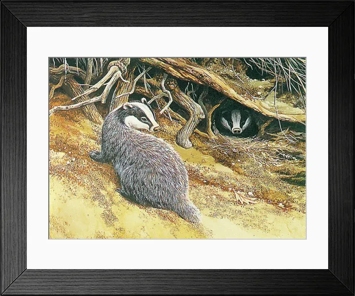 Framed Print : Badger by David Parry Framed Print : Badger by David Parry