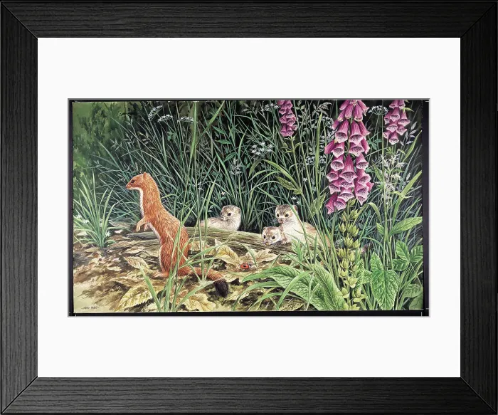 Framed Print : Stoats by David Parry Framed Print : Stoats by David Parry