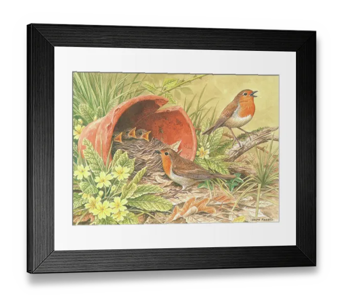 Framed Print : Robins British Birds Watercolour painting David Framed Print : Robins British Birds Watercolour painting David