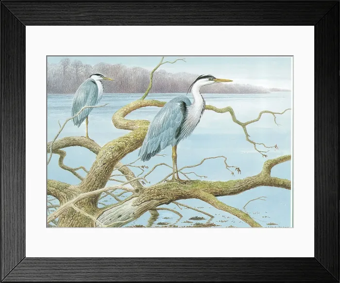 Framed Print : Herons by David Pary Framed Print : Herons by David Pary