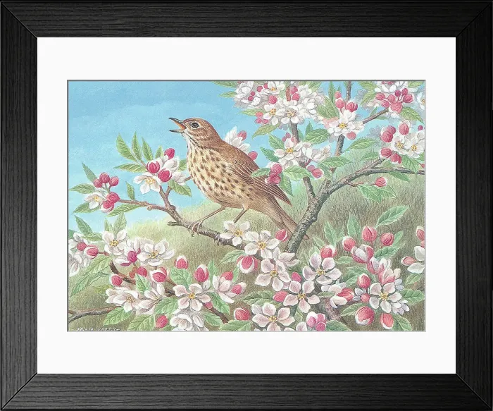 Framed Print : Song thrush British Birds Watercolour painting Framed Print : Song thrush British Birds Watercolour painting