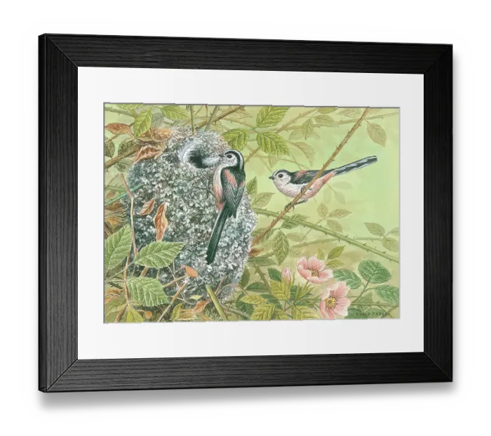 Framed Print : Long-tailed tits Framed Print : Long-tailed tits