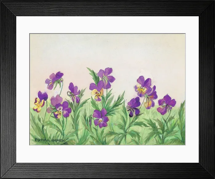 Framed Print : Heartsease - Gardens Framed Print : Heartsease - Gardens