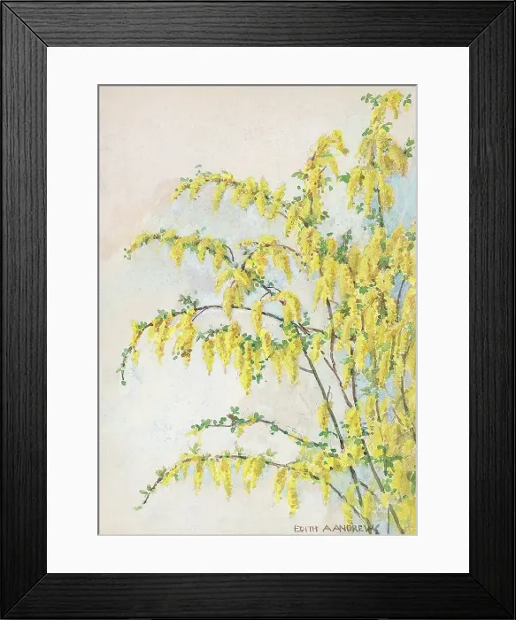 Framed Print : Laburnum - Gardens Framed Print : Laburnum - Gardens