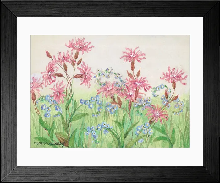 Framed Print : Ragged Robin and Water Forget-Me-Nots Gardens Framed Print : Ragged Robin and Water Forget-Me-Nots Gardens