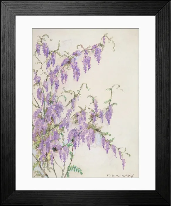 Framed Print : Wisteria - Gardens Framed Print : Wisteria - Gardens