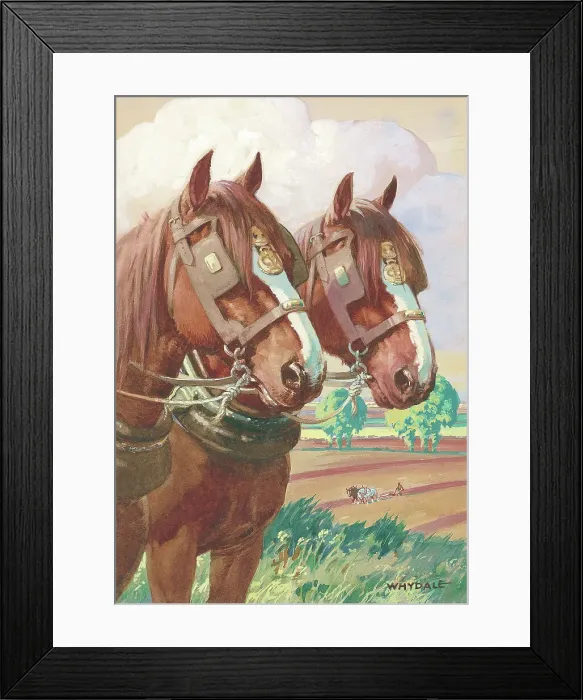 Framed Print : Working horses (pulling a plough) Framed Print : Working horses (pulling a plough)