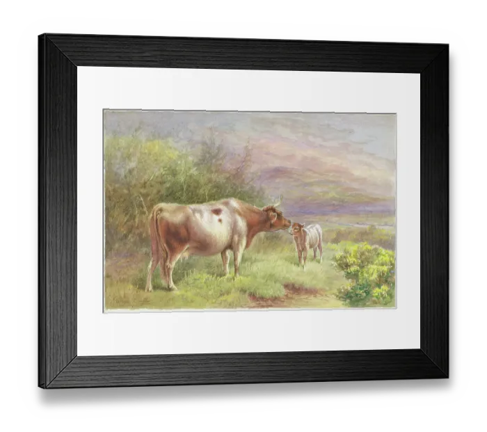 Framed Print : Highland Cows and Calf Framed Print : Highland Cows and Calf
