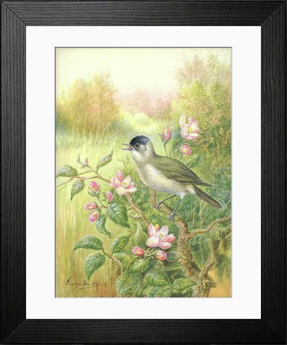 Framed Print : Blackcap by George Rankin Framed Print : Blackcap by George Rankin