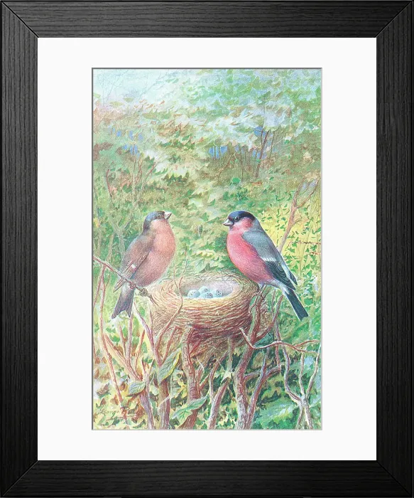 Framed Print : Bullfinches Framed Print : Bullfinches