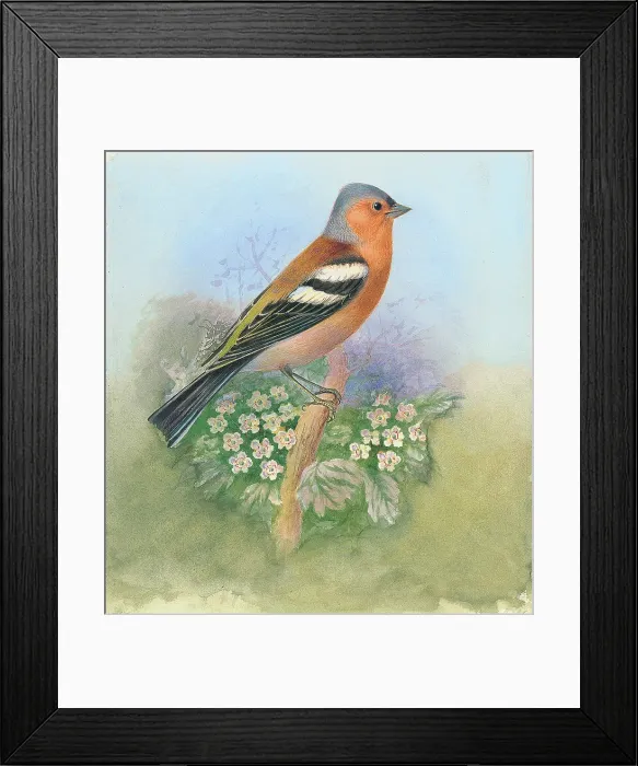 Framed Print : Chaffinch by George Rankin Framed Print : Chaffinch by George Rankin