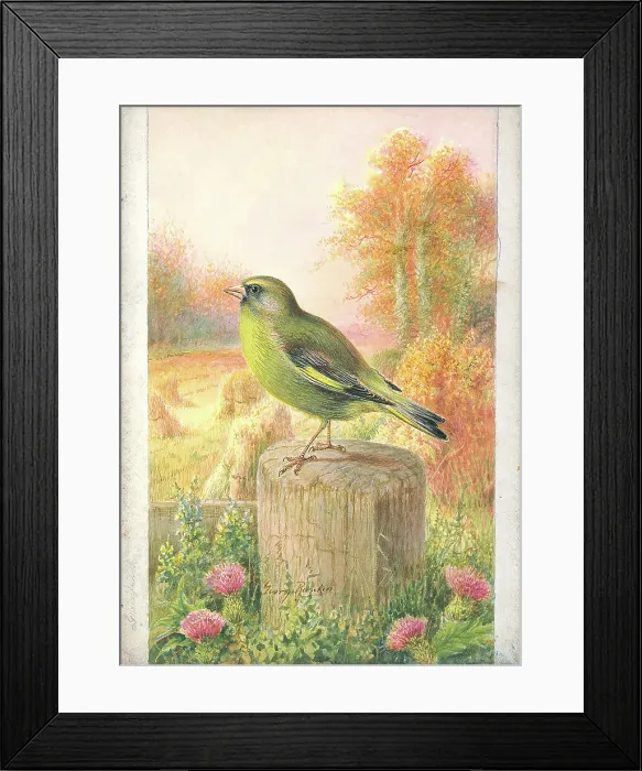 Framed Print : Greenfinch Framed Print : Greenfinch