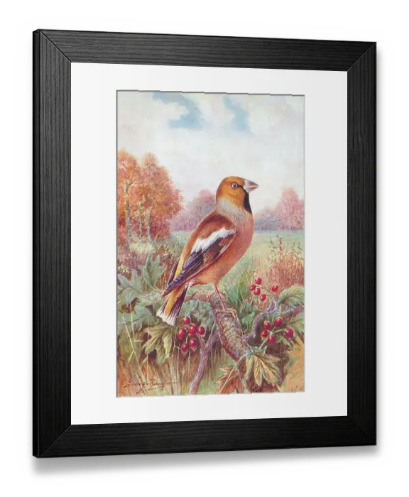 Framed Print : Hawfinch by George Rankin Framed Print : Hawfinch by George Rankin