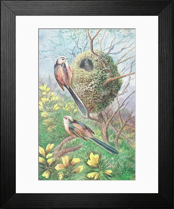 Framed Print : Long-tailed Tits Framed Print : Long-tailed Tits