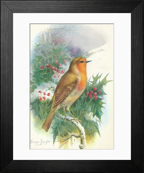 Framed Print : Robin by George Rankin Framed Print : Robin by George Rankin