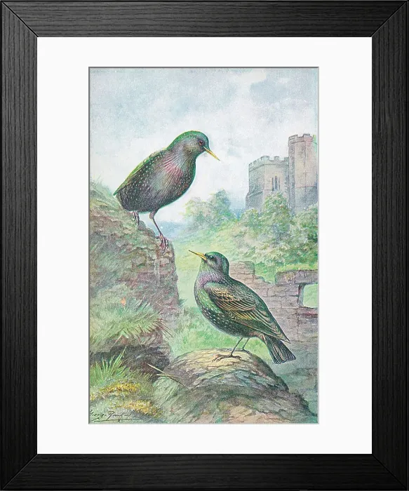 Framed Print : Starlings British Birds Watercolour painting Framed Print : Starlings British Birds Watercolour painting