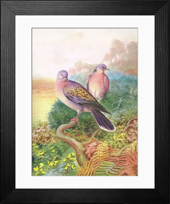 Framed Print : Turtle Doves Framed Print : Turtle Doves