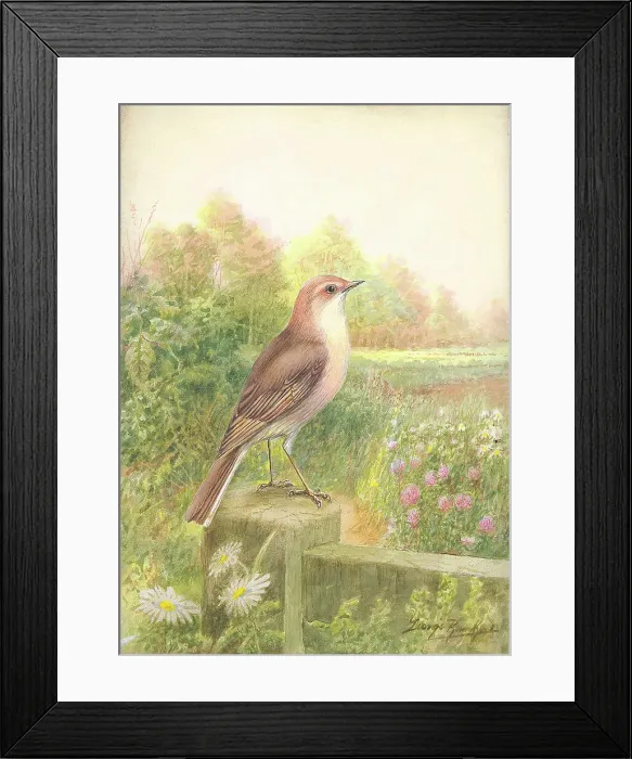 Framed Print : Whitethroat Framed Print : Whitethroat