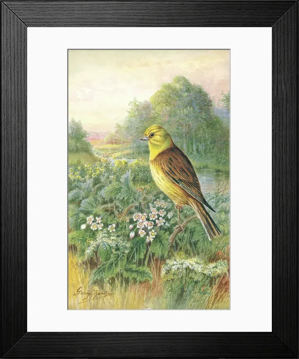 Framed Print : Yellowhammer Framed Print : Yellowhammer