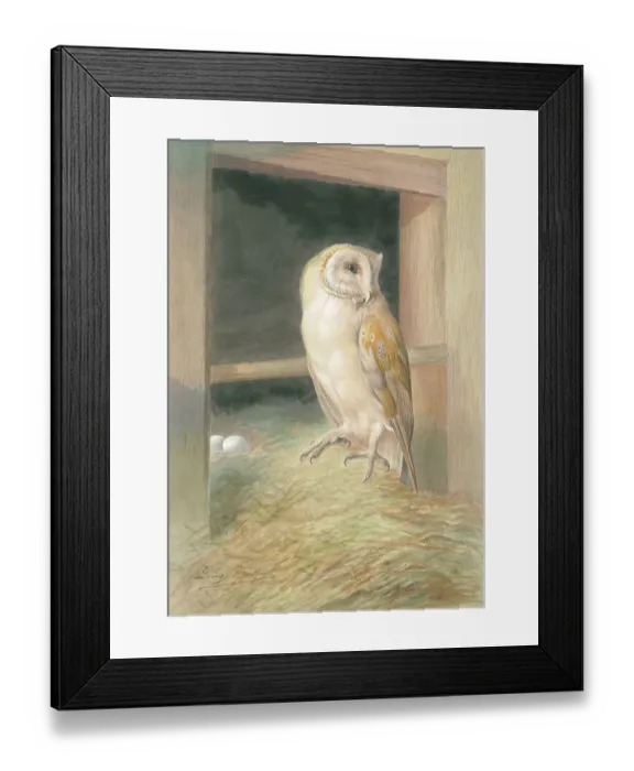 Framed Print : Barn Owl by George Rankin Framed Print : Barn Owl by George Rankin