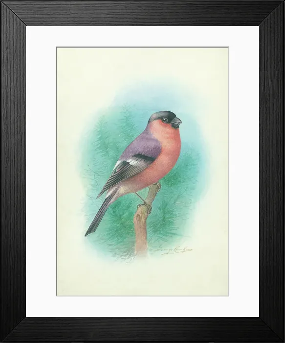 Framed Print : Bullfinch (male) Framed Print : Bullfinch (male)