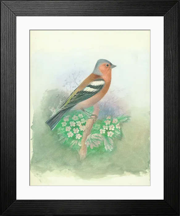 Framed Print : Chaffinch (male) Framed Print : Chaffinch (male)