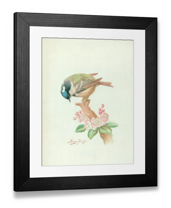 Framed Print : Coal Tit (juvenille)? Framed Print : Coal Tit (juvenille)?