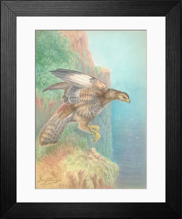 Framed Print : Buzzard by George Rankin Framed Print : Buzzard by George Rankin
