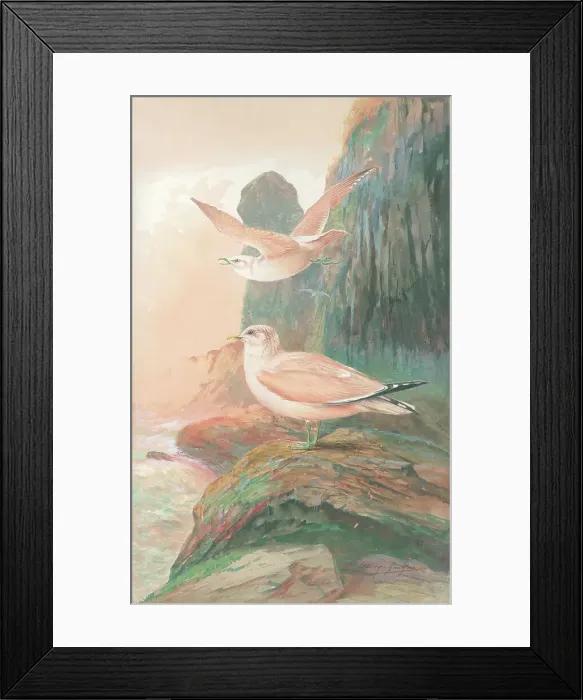 Framed Print : Common Gulls Framed Print : Common Gulls