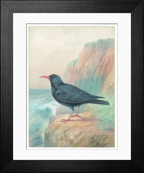 Framed Print : Cornish Chough Framed Print : Cornish Chough