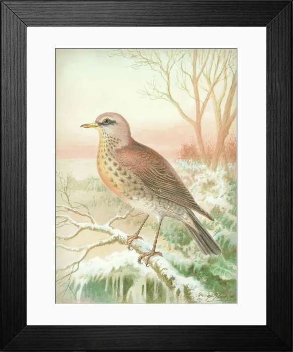 Framed Print : Fieldfare by George Rankin Framed Print : Fieldfare by George Rankin