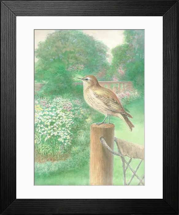 Framed Print : Flycatcher Framed Print : Flycatcher