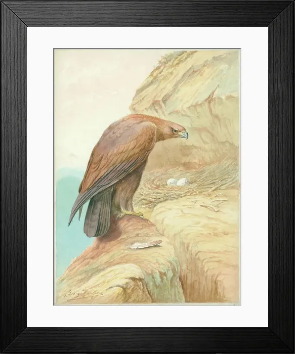 Framed Print : Golden Eagle Framed Print : Golden Eagle