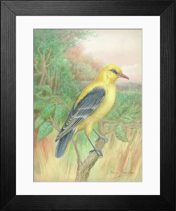 Framed Print : Golden Oriole (male) Framed Print : Golden Oriole (male)
