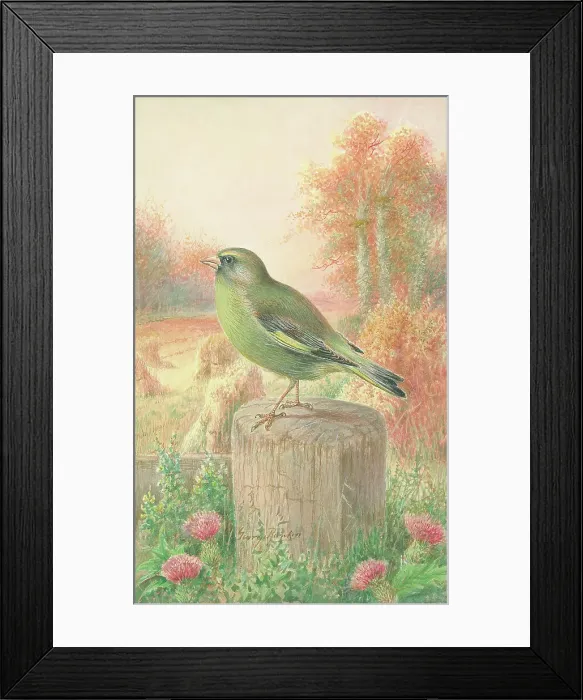 Framed Print : Greenfinch Framed Print : Greenfinch