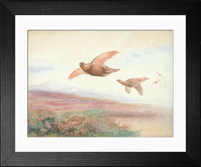 Framed Print : Grouse in flight Framed Print : Grouse in flight